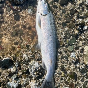 IMG_3672.jpeg