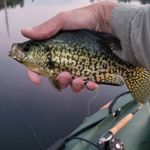 Crappie.jpg