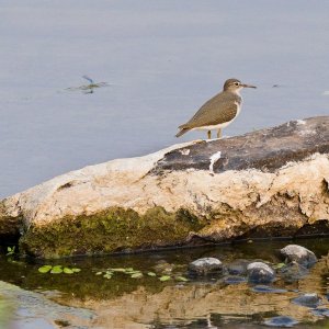 002-Sandpiper-090325c.jpg