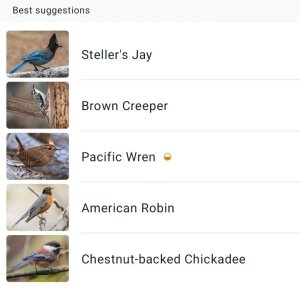Screenshot_20250905_081625_Merlin Bird ID.jpg