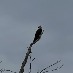 IMG_3795.jpeg