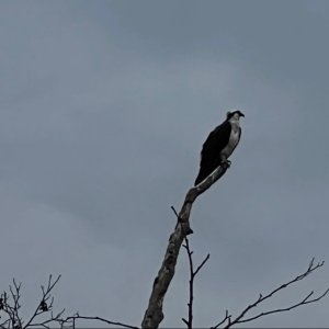 IMG_3794.jpeg