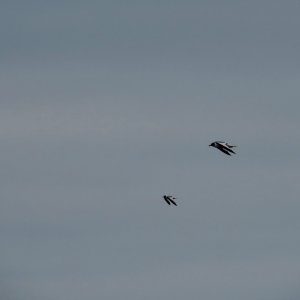IMG_9868.jpeg
