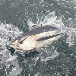 A06aAlbacoreWJigP9110086.jpg