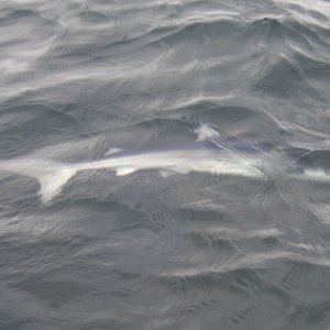 A15BlueSharkP9110009.jpg