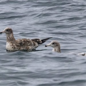 A18JuvenileGulls4731.jpg