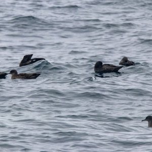 A20SootyShearwaters4720.jpg