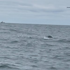 IMG_6530.jpeg