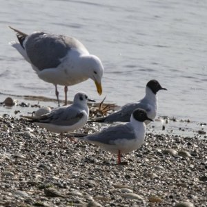 Bonapartes&GlaucousWingedGullsTrim0027.jpg
