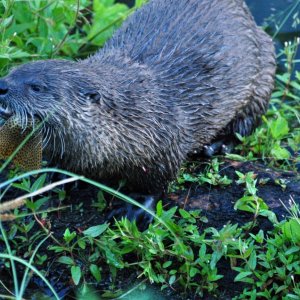 OtterFeedingTroutLake2011.jpg