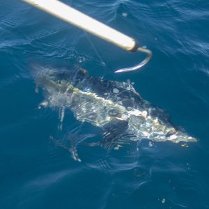A13TunaEndGameP9150090.jpg