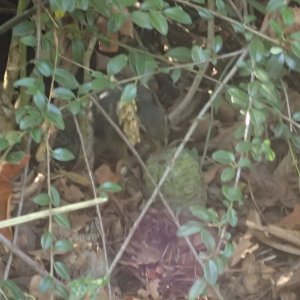 IMG_3951.jpeg