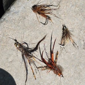 20250924_flies.jpg