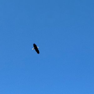 IMG_9761.jpeg