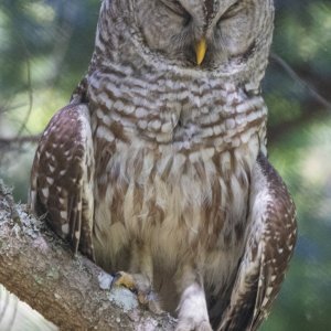 BarredOwlDozing2381.jpg