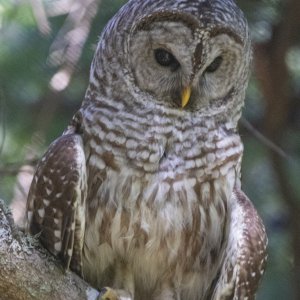 BarredOwl2387.jpg