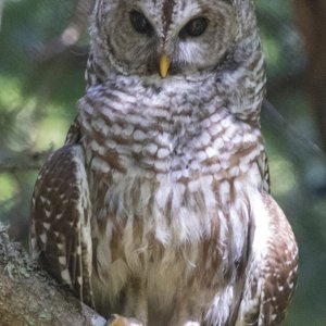BarredOwl2398.jpg