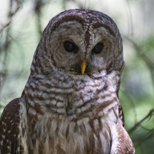 BarredOwlHeadshot2412.jpg