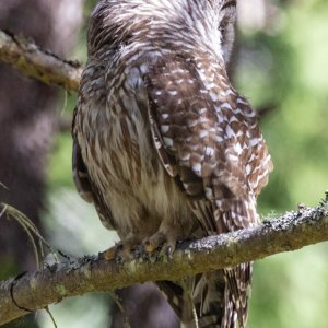 BarredOwlHeadTurn2438.jpg