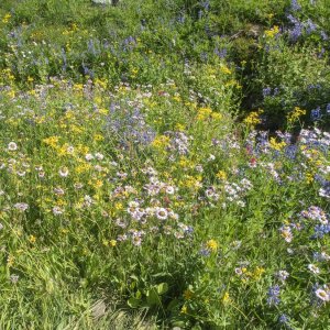 A01MixedWildflowersP8200102 copy.jpg