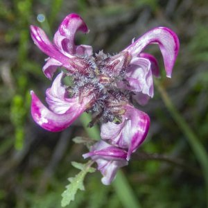 A03BirdbeakLousewort8200062 copy.jpg