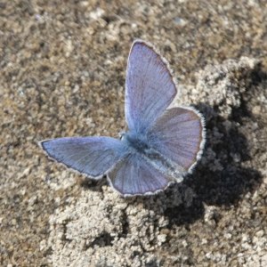 B04AnnasBlueButterfly4220 copy.jpg