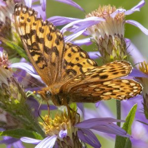 C09MormonFritillaryButterflyOnCascadeAster4331 copy.jpg