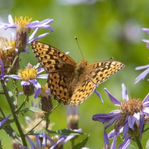 C10MormonFritillaryButterflyOnCascadesAster4338 copy.jpg