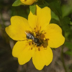 D13SmallBeeOnFanleafCinquefoil7110068 copy.jpg