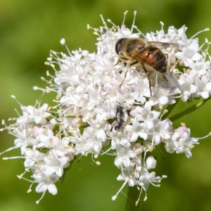 E14CommonDroneFlyHoneyBeeMimicOnSitkaValerian2358 copy.jpg