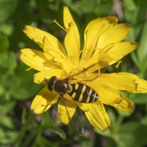 E15HoverflyOnMountainDandelionP7110090 copy.jpg