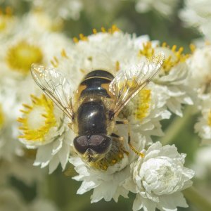 E16HoverflyOnPearlyEverlasting8200234 copy.jpg