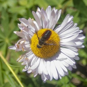 E17HoverflyOnWanderingFleabane8200245 copy.jpg