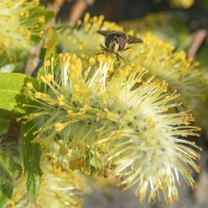 E18HoverflyOnWillowCatkin7110010 copy.jpg