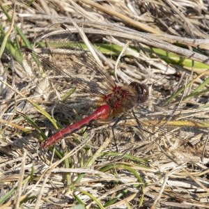 WhiteFacedMeadowhawk5268.jpg