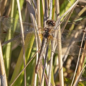 WhiteFacedMeadowhawkFemale5280.jpg