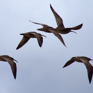 whimbrelwenzel2025mayee.jpeg
