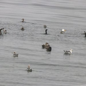 A00MixedBirdsAtBirdball4456.jpg
