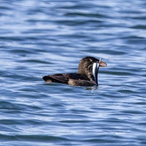 A03aRhinocerosAuklet2891.jpg