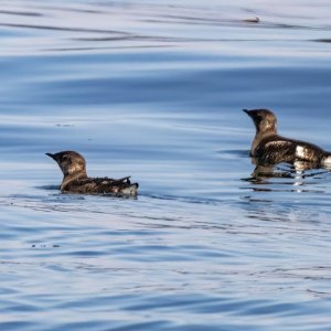 A04MarbledMurrelets2662.jpg