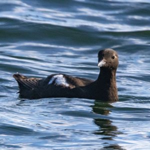 A05PigeonGuillemot2936.jpg