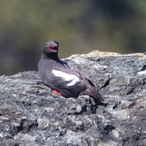 A06PigeonGuillemot2570.jpg