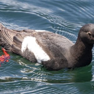 A07PigeonGullemot3826.jpg