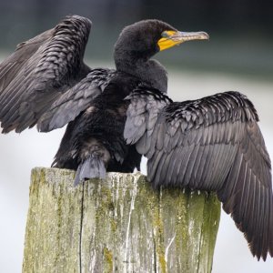 B11DoubleCrestedCormorant8884 copy.jpg