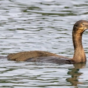 B13DoubleCrestedCormorantJuv8874.jpg