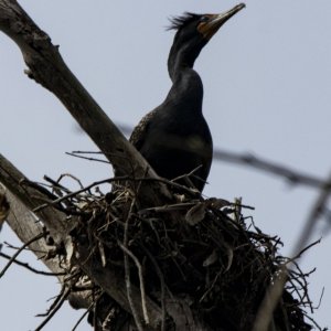 B14DoubleCrestedCormorantOnTreeNest3410.jpg