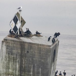 B16DoubleCrestedCormorantNestingOnMarker4661.jpg