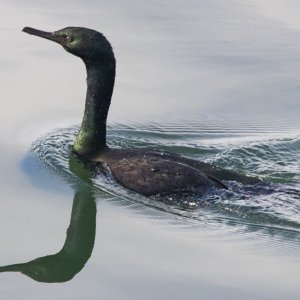 B19PelagicCormorant3121.jpg