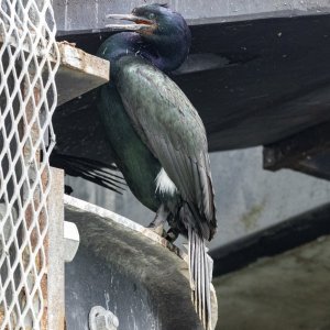 B20PelagicCormorant2916.jpg