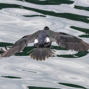 B21PelagicCormorant2919.jpg